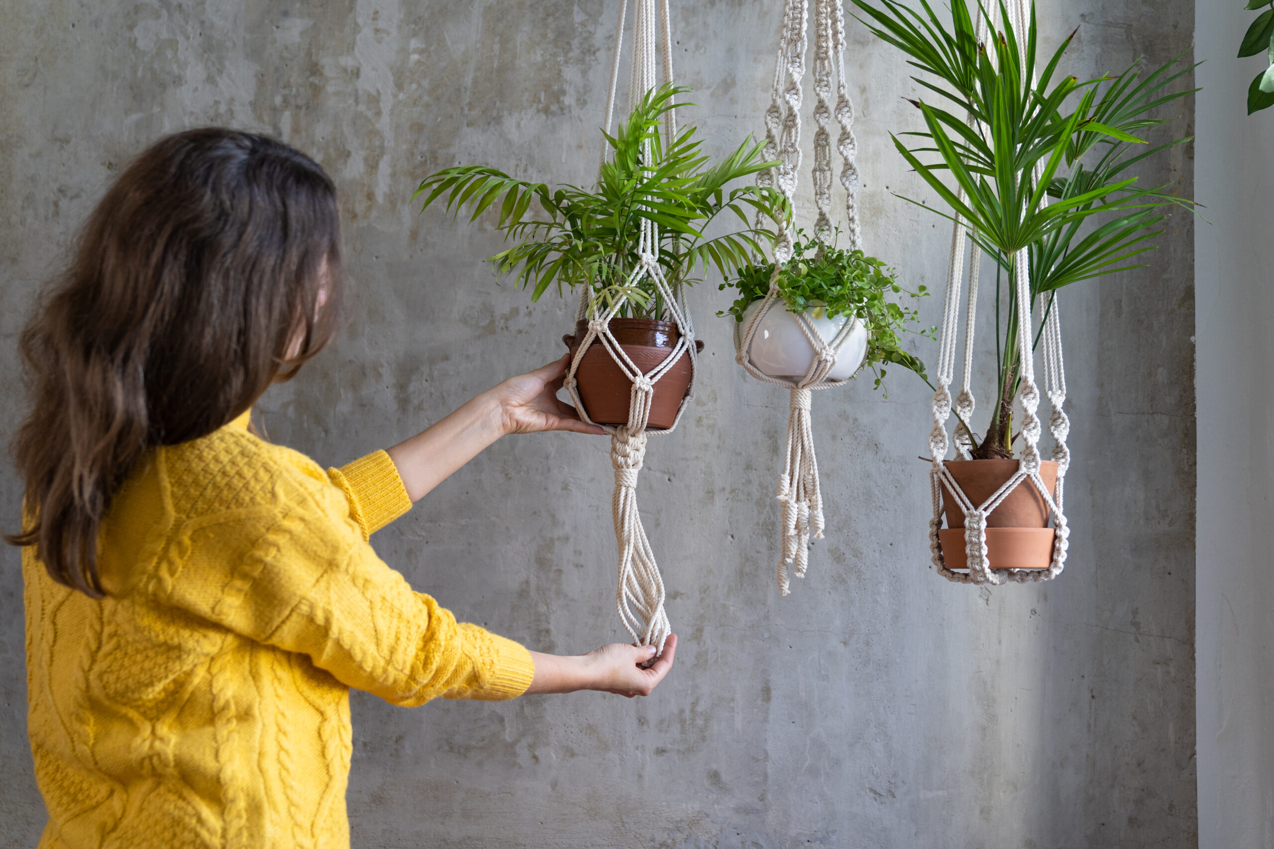 3 plantas ideales para decorar tu hogar. - Revista Prima Donna